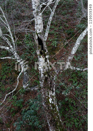 岩手縣八幡平市深秋裸露的氧化銀樹 119939349