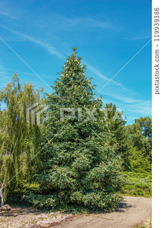 Fir (Abies) with fresh fir cones and branches in the botanical garden of Nitra, Slovakia. 119939386