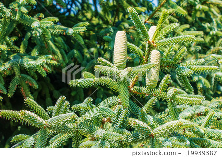 Detail of fresh fir cones and branches in the botanical garden of the city of Nitra in Slovakia. 119939387