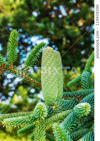 Detail of fresh fir cones and branches in the botanical garden of the city of Nitra in Slovakia. 119939390