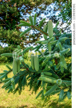Detail of fresh fir cones and branches in the botanical garden of the city of Nitra in Slovakia. 119939391