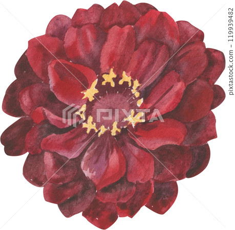 zinnia flower painted in watercolor 119939482