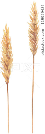 flowers and herbs painted in watercolor flowers and herbs painted in watercolor 119939485