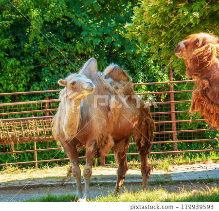 Shedding of a two-humped camel. Zoo in Bojnice, Slovakia. Shedding of a two-humped camel. Zoo in Bojnice, Slovakia. 119939593
