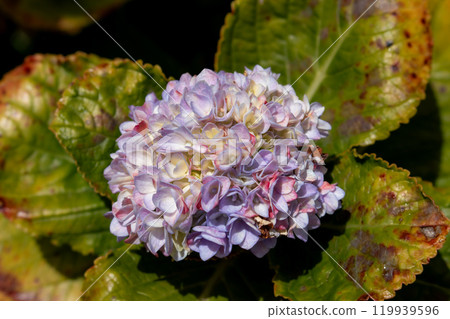 Blossom of violet hydrangea, Madeira, Portugal 119939596