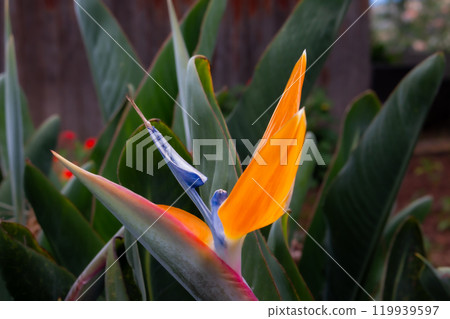 Strelitzia blossom in the nature, Madeira, Portugal Strelitzia blossom in the nature, Madeira, Portugal 119939597