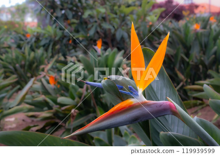 Strelitzia blossom in the nature, Madeira, Portugal Strelitzia blossom in the nature, Madeira, Portugal 119939599