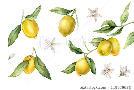 Set of lemon branches with green leaves and white flower. Hand drawn tangerines isolated background. Watercolor clipart illustrations. collection of citrus fruits. Yellow botanical painting 119939628