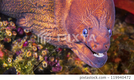 Moray Eel, Cabo Cope-Puntas del Calnegre Natural Park, Spain Moray Eel, Cabo Cope-Puntas del Calnegre Natural Park, Spain 119940472