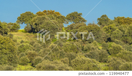 Mediterranean Forest, Spain Mediterranean Forest, Spain 119940477