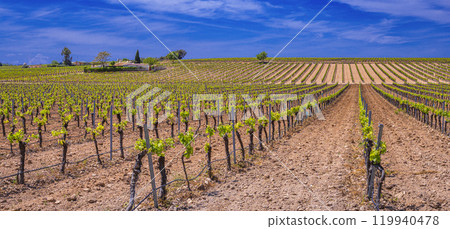 Valdepenas Vineyards, Spain 119940478