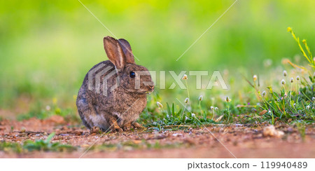 European Rabbit, Spain 119940489