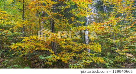 Autumn Mixed Forest, Oberammergau, Germany 119940665