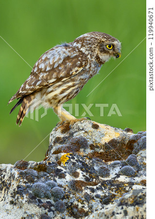 Little Owl 119940671