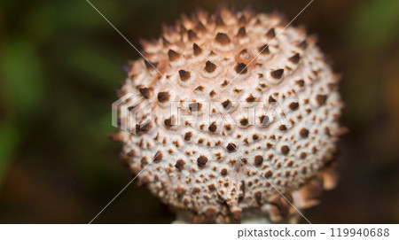 Wild Mushroom, Tanjung Puting National Park, Indonesia Wild Mushroom, Tanjung Puting National Park, Indonesia 119940688
