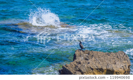 European Shag, Spain European Shag, Spain 119940698
