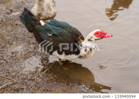 Muscovy duck, with distinctive black and white plumage, stands gracefully beside a tranquil body of water on a farm. 119940894