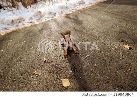 A curious squirrel pauses on a sunlit path surrounded by fallen leaves and a hint of snow in a tranquil forest setting A curious squirrel pauses on a sunlit path surrounded by fallen leaves and a hint of snow in a tranquil forest setting 119940904