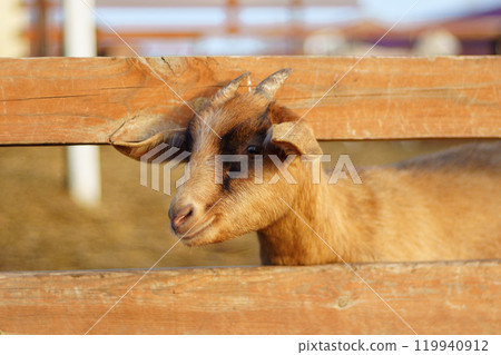 Relaxing goats enjoy a sunny afternoon on a serene farm surrounded by golden straw and gentle warmth Relaxing goats enjoy a sunny afternoon on a serene farm surrounded by golden straw and gentle warmth 119940912