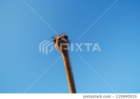 Ostriches stands by a wooden fence, overlooking an old barn under clear blue skies, showcasing the beauty of rural farm life. 119940919
