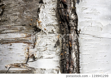 The birch bark texture or background. Macro shot is made by means of stacking technology trunk. Texture made of birch tree bark. Beautiful birch trunk background. Conceptual image. Peaceful nature. 119941299