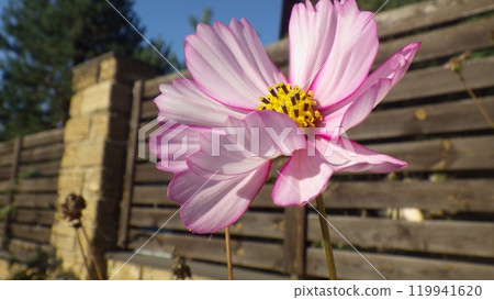 Delicate Pink Flower Blooming in a Sunny Garden 119941620