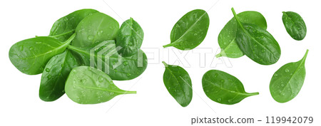 Baby spinach leaves isolated on white background Baby spinach leaves isolated on white background 119942079
