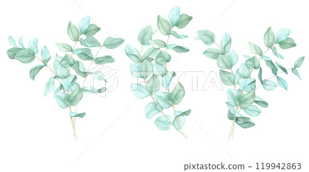 Set of eucalyptus sprigs with natural green leaves. Watercolor illustration Perfect for wedding invites, logo design, or botanical prints. Adds an organic touch to product packaging and digital use Set of eucalyptus sprigs with natural green leaves. Watercolor illustration Perfect for wedding invites, logo design, or botanical prints. Adds an organic touch to product packaging and digital use 119942863