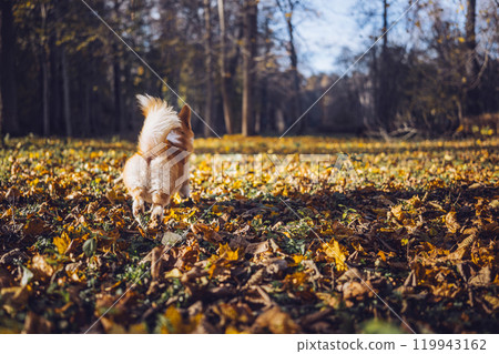 A small dog joyfully exploring a colorful autumn forest covered in fallen leaves A small dog joyfully exploring a colorful autumn forest covered in fallen leaves 119943162