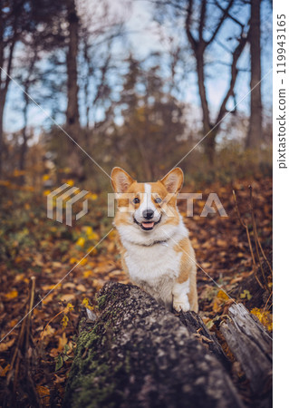 Happy corgi standing on a log in a colorful autumn forest during the daytime Happy corgi standing on a log in a colorful autumn forest during the daytime 119943165