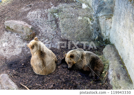 Brown bear resting on the ground near the rocks 119943330