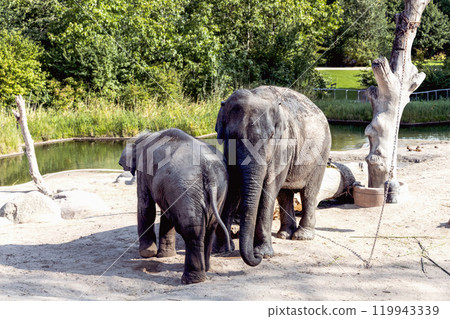 The elephant and her baby elephant are walking together The elephant and her baby elephant are walking together 119943339