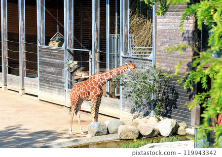Beautiful giraffe eats leaves from a tree Beautiful giraffe eats leaves from a tree 119943342