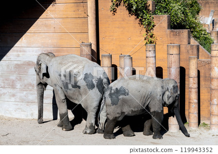 Big elephants in a zoo walk and play. Big elephants in a zoo walk and play. 119943352