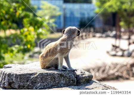 Meerkat or suricate sits on a rock Meerkat or suricate sits on a rock 119943354