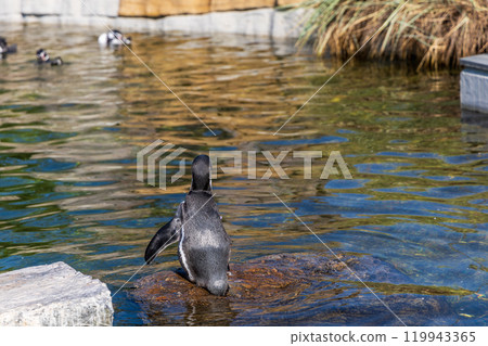 Cute penguin swimming in water Cute penguin swimming in water 119943365