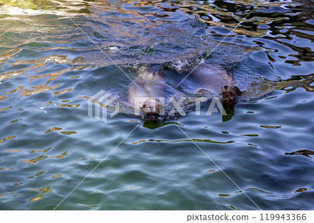 A pair of seals are swimming in the water A pair of seals are swimming in the water 119943366