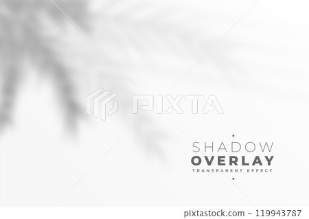 defocused blue leaves shadow on white wall effect background 119943787