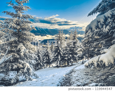Snowy path is winding through snow covered pine trees with a view of the snow capped carpathian mountains of ukraine in the distance Snowy path is winding through snow covered pine trees with a view of the snow capped carpathian mountains of ukraine in the distance 119944547