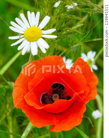 Beautiful red poppy flower among daisies in a green meadow 119945311