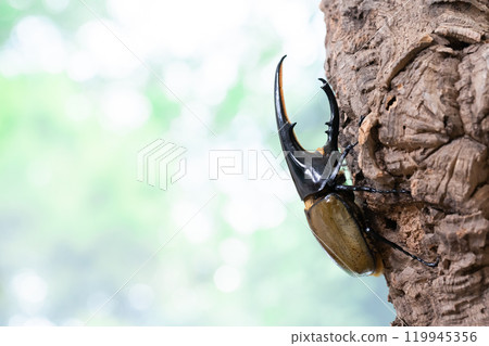 Hercules giant monkey 119945356