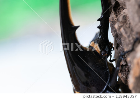 赫拉克勒斯巨型猴子 119945357