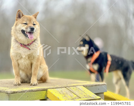Cute red Shiba inu dog is sleeping on the bed in the bedroom Cute red Shiba inu dog is sleeping on the bed in the bedroom 119945781
