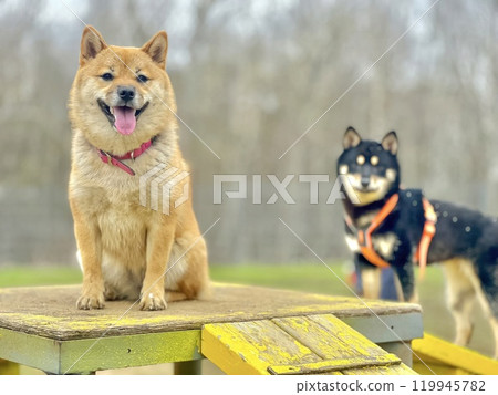 Cute red Shiba inu dog is sleeping on the bed in the bedroom Cute red Shiba inu dog is sleeping on the bed in the bedroom 119945782