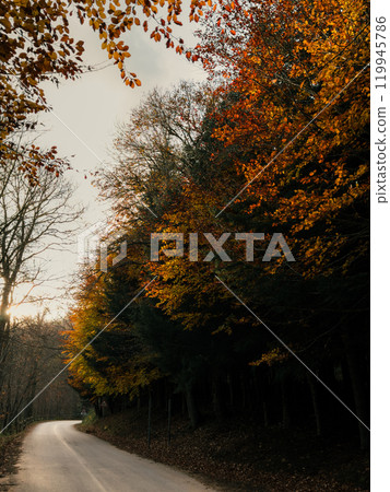 avenue with orange autumn trees 119945786