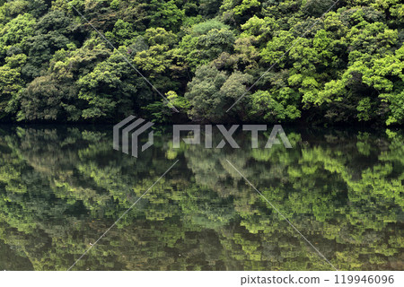 新鮮的綠色森林和水鏡池 新鮮的綠色森林和水鏡池 119946096