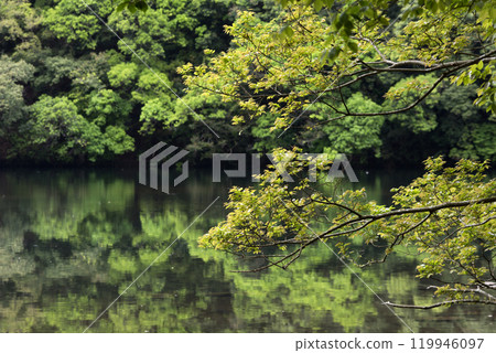 鮮綠的金針菇,背景是水鏡池 鮮綠的金針菇,背景是水鏡池 119946097