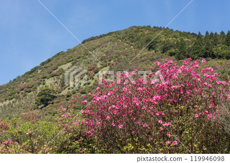 背景是高山口的粉紅色杜鵑花 119946098