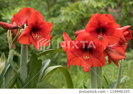 綠色背景下排列的紅色朱頂花 119946105