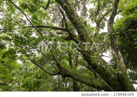 一棵大新鮮綠色莓樹，爬行爬行物 119946109